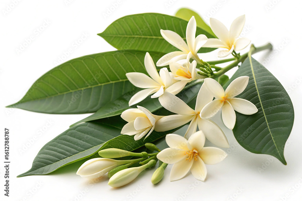 Naklejka premium White Champaka Flowers and Green Leaves