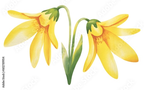 Two yellow watercolor flowers with green leaves yellow flower illustration