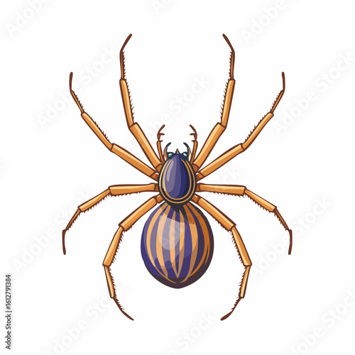 Detailed illustration of a spider with prominent legs and unique body markings with vertical lines