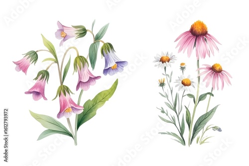 Watercolor illustration of pink purple bell flowers and echinacea daisies wildflowers