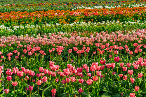 Wallpaper Mural Beautiful spring garden. beautiful tulips garden with many blooming flowers. Torontodigital.ca