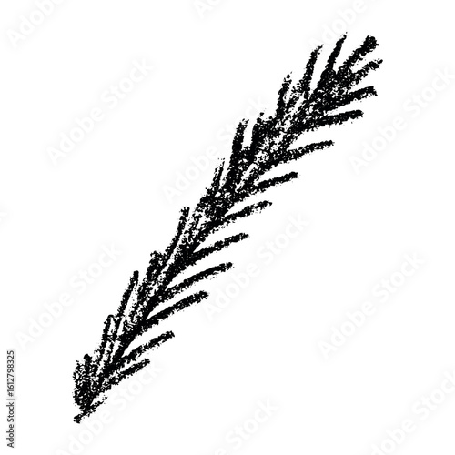 Hand drawn spruce branch clipart. Twig of coniferous tree doodle. Christmas and winter design element