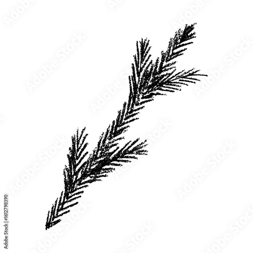 Hand drawn spruce branch clipart. Twig of coniferous tree doodle. Christmas and winter design element