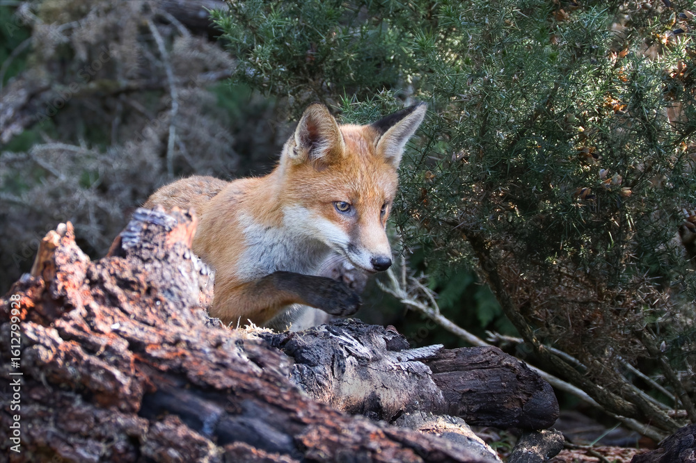Naklejka premium A young red fox cub is looking for food amongst the vegetation. Looking alert against a natural background which has space for text