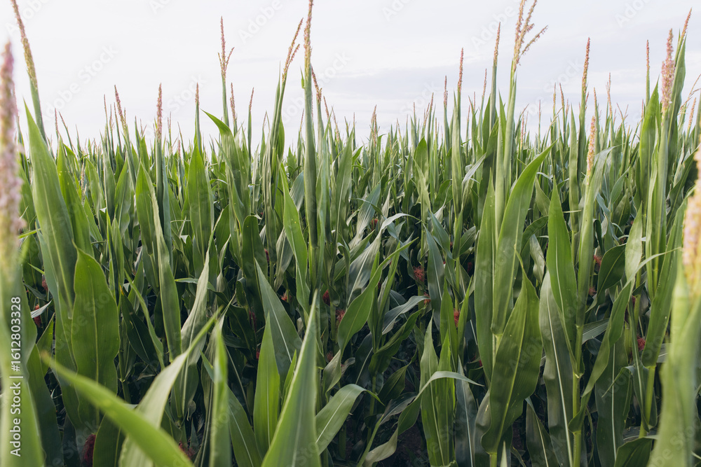Obraz premium Green cornfield growing under cloudy sky