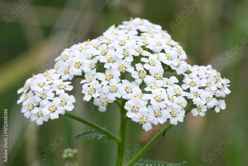 Closeup on the white common yarrow flower,  Achillea millefolium against a green background