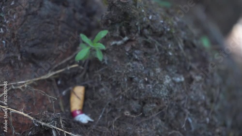 Wallpaper Mural Close-up of discarded cigarette butts littering the ground. Torontodigital.ca