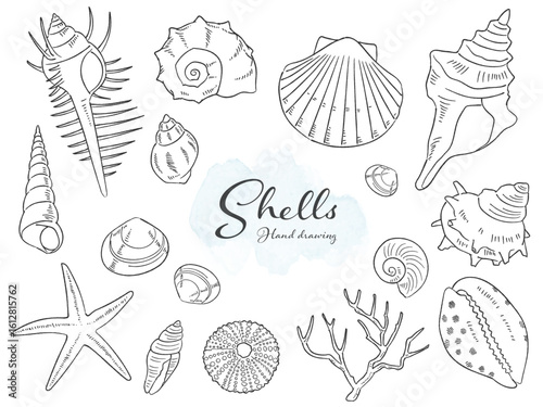 手描きの貝殻ベクターイラスト