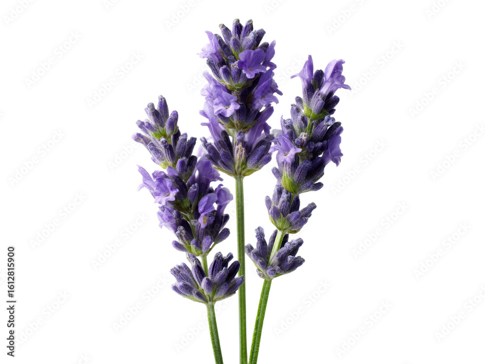 Fototapeta premium Three stems of vibrant purple lavender flowers isolated on black background, Isolated On White Background, Png Transparent