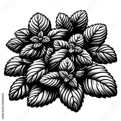 Mint Leaf Cluster SVG | Fresh Herbal Silhouette for Tea & Food Design
