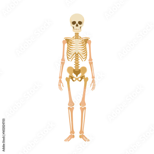 Colorful skeleton illustration on white background, artistic design