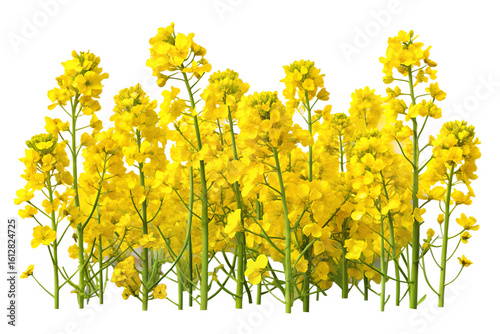A field of bright yellow rapeseed flowers in full bloom isolated on transparent background
