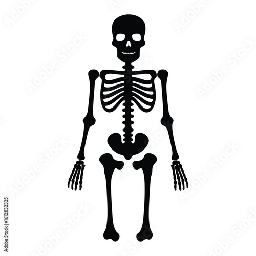 Vector art of black human skeleton illustration isolated on white background