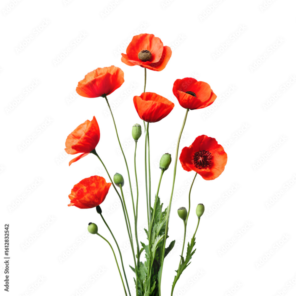 Obraz premium a realistic of photo pappy on transparent background (1)