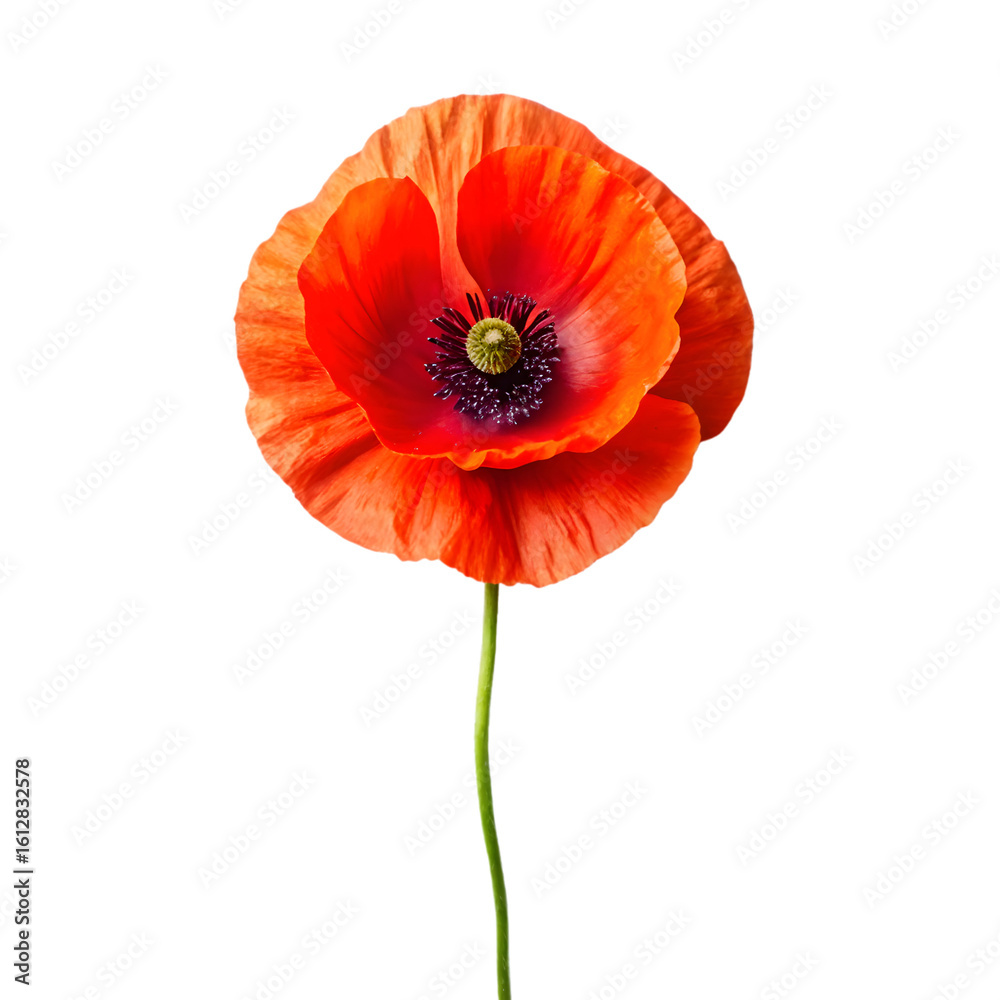 Obraz premium a realistic of photo pappy on transparent background (1)