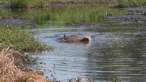  Fish Jumps over Large Alligator