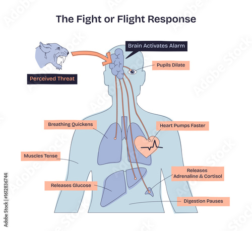 Fight or flight response shows how the brain reacts to threats, with heart, lungs, and muscles highlighted. Doodle style diagram