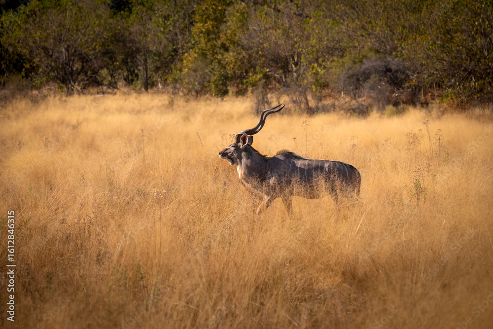 Fototapeta premium Kudu in the bush (Botswana)