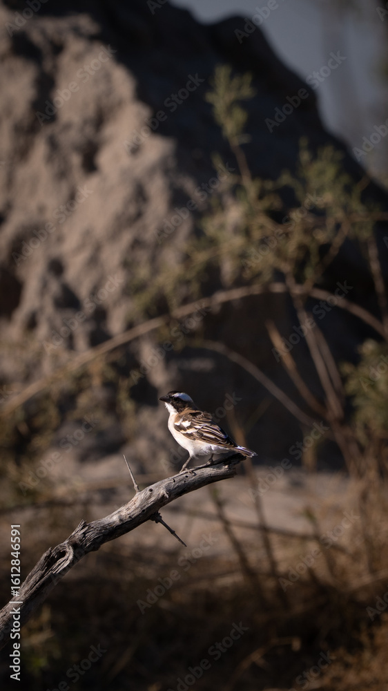 Fototapeta premium Bird in Botswana