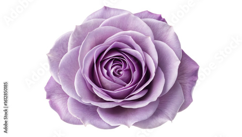 Fototapeta Naklejka Na Ścianę i Meble -  A closeup of a purple rose bloom isolated on transparent background reveals the intricate details of its delicate petals