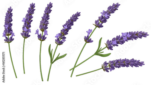 A beautiful set of lavender sprigs with purple flowers. Botanical illustration for aromatherapy and herbal medicine concepts.