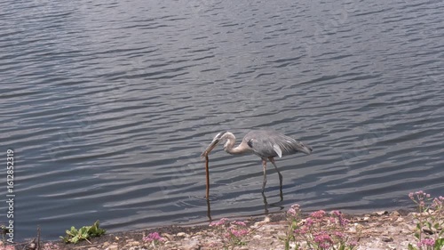 Great Blue Heron Feed on Snake near Lake