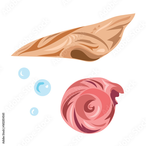 Brown and red colored beach sea shells illustration set bundle isolated on square white background.
