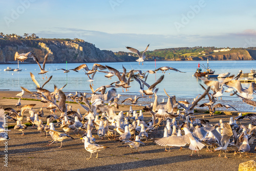 Flock of gulls take off on a pier in a harbour by the sea
