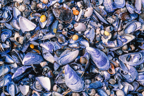 Foto Blue mussel and shells on a beach