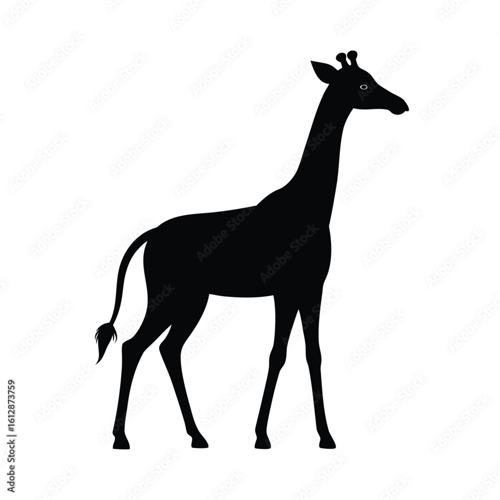 Elegant silhouette of a giraffe walking slowly on a clean white background Elegant silhouette of a giraffe walking slowly on a clean white background