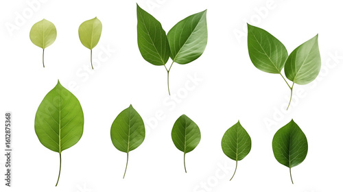 Fresh green leaves collection, vibrant botanical elements perfect for nature inspired designs and creative projects isolated on white or transparent png.