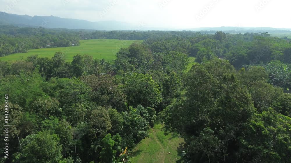 Expansive aerial scenery of a dense jungle canopy next to agricultural fields with a mountainous horizon Expansive aerial scenery of a dense jungle canopy next to agricultural fields with a mountainous horizon