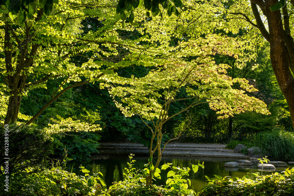 Fototapeta premium Cercidiphyllum japonicum, known as the Katsura (from its Japanese name) illuminated by the sun. A pond in the background. The Japanese Garden in Westpark Munich, Bavaria, Germany
