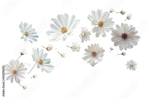 Scattered white daisies with yellow centers isolated on transparent background. Flying white flowers isolated on white background.