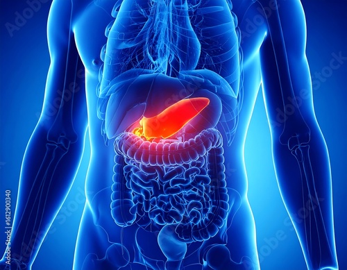 Detailed anatomical illustration of the highlighted pancreas
