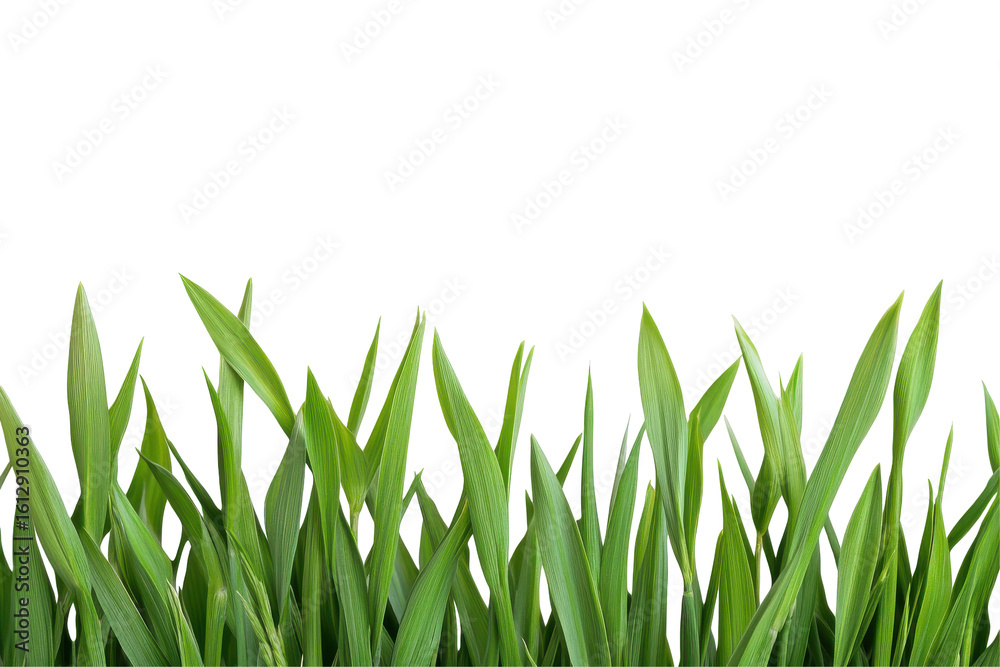 Fototapeta premium Green grass blades with dew drops isolated on transparent background. Green wheat isolated on white background.