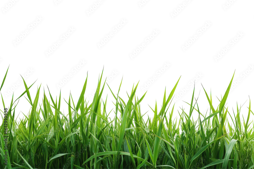 Fototapeta premium Vibrant green grass blades isolated on transparent background. Green wheat isolated on white background.
