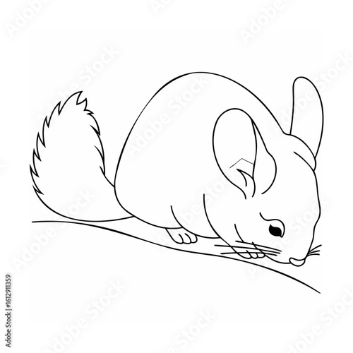Chinchilla resting on a branch rodent animal