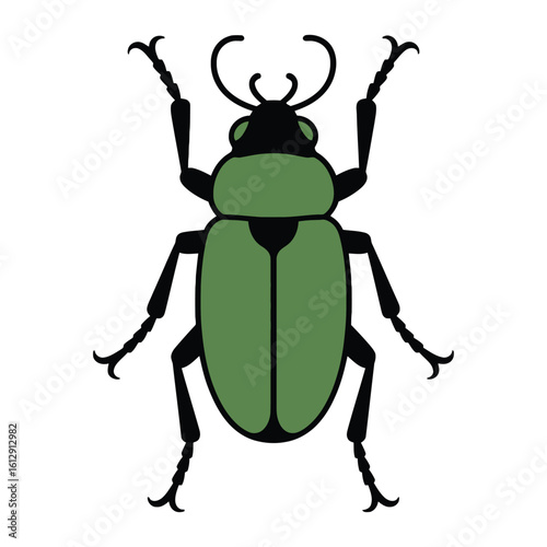 Beetle vector illustration on white background.