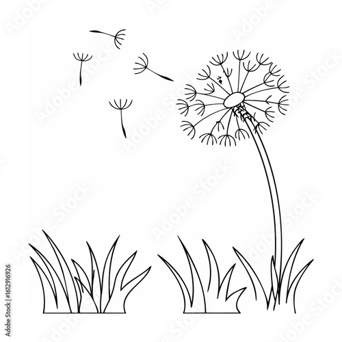 Dandelion Seeds Blowing In Wind Sketch Botanical Illustration