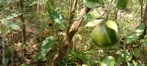 buah jeruk di kebun 