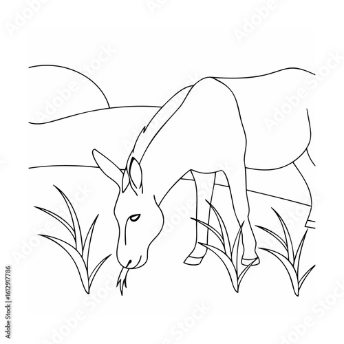 Donkey grazing in a grassy field animal eating