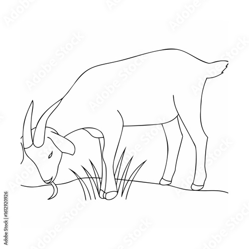 Goat grazing on grass animal livestock