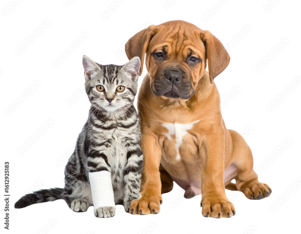 A tabby cat with a white bandage on its front leg sits closely next to a brown puppy with a white chest patch, both looking forward. A tabby cat with a white bandage on its front leg sits closely next to a brown puppy with a white chest patch, both looking forward.