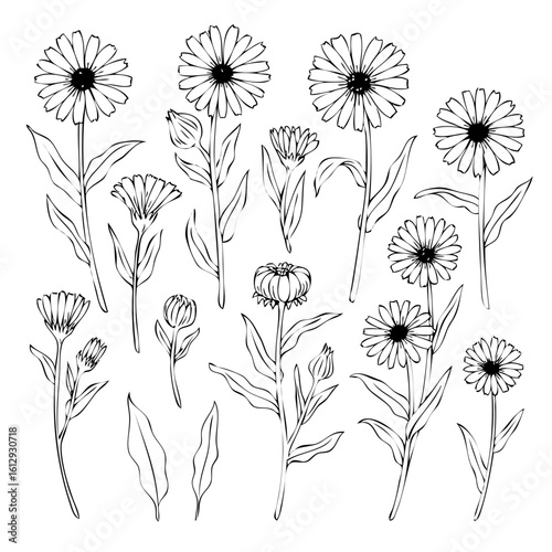 Calendula flower set isolated on white background, botanical hand drawn doodle sketch marigold, vector illustration for design package tea, cosmetic, natural medicine, greeting card, wedding invite