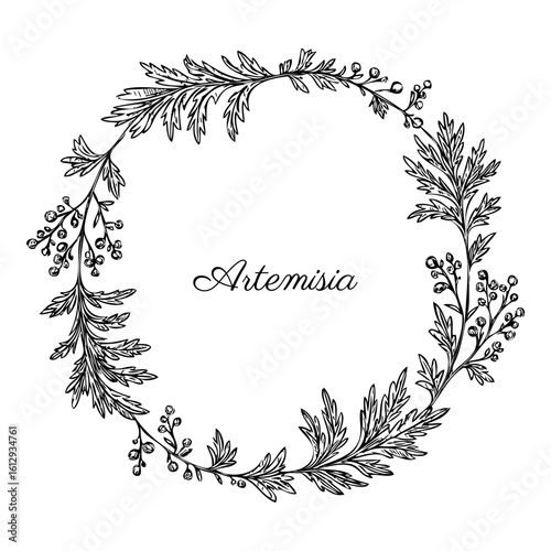 Round frame line art with Artemisia vulgaris wreath common wormwood hand drawn vector ink illustration isolated on white And called absinthium, absinthe, sagebrush herb, mugwort plant for design