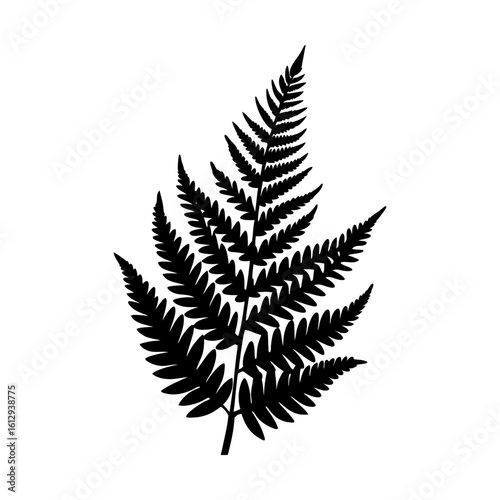 Botanical fern frond vector nature plant foliage silhouette