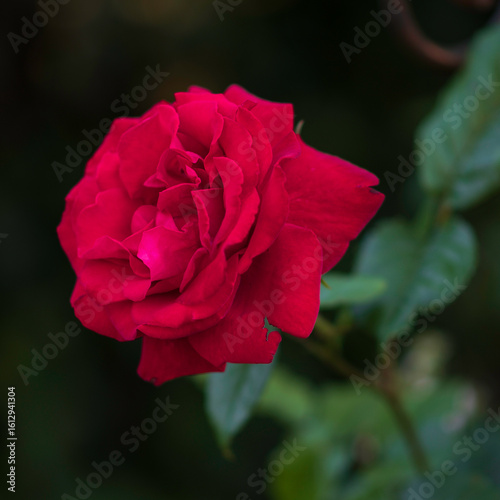 Lively red or scarlet velvet rose in the summer garden. Bush of red rose. Spring park