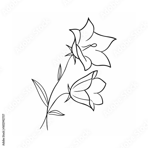 Delicate bellflower bloom outline botanical branch