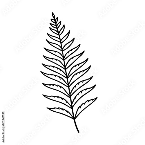 Black and white fern frond leaf plant